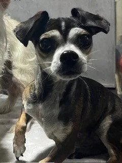 An adult small-sized female Chihuahua dog named Rue for adoption in Woodland, CA