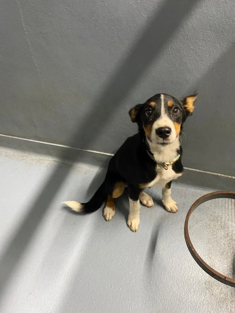 A baby medium-sized female Mixed Breed dog named Zoe for adoption in Cartersville , GA