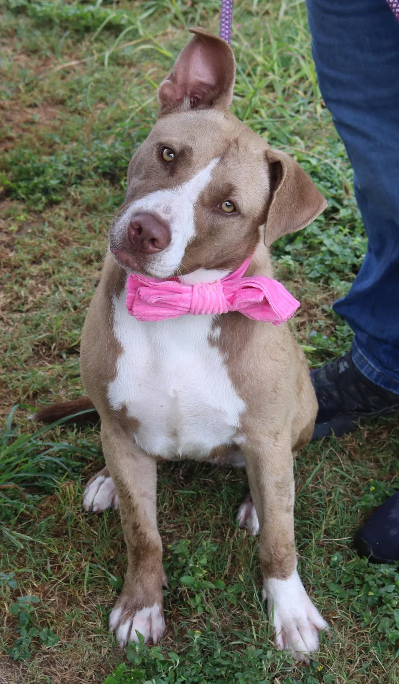 A young medium-sized female Gray / Blue / Silver Labrador Retriever dog named Qt for adoption in Bandera, TX