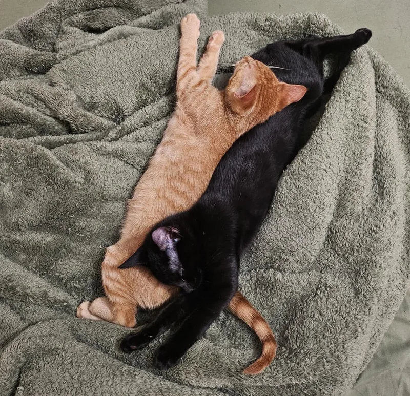 Bashful & Biggins thumbnail 2