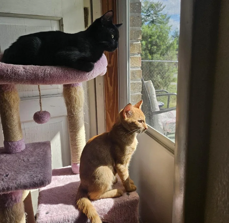 A baby medium-sized male Domestic Short Hair cat named Bashful & Biggins for adoption in Sebring, FL