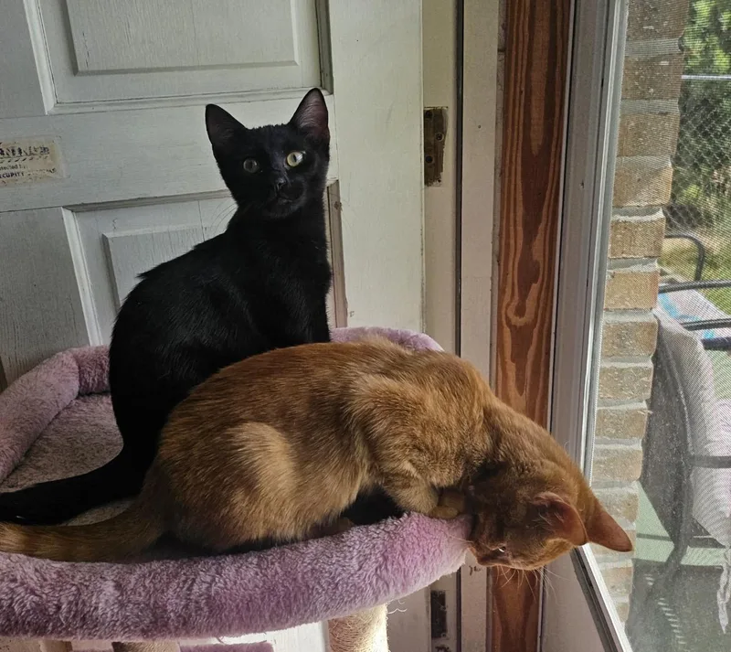 Bashful & Biggins thumbnail 3