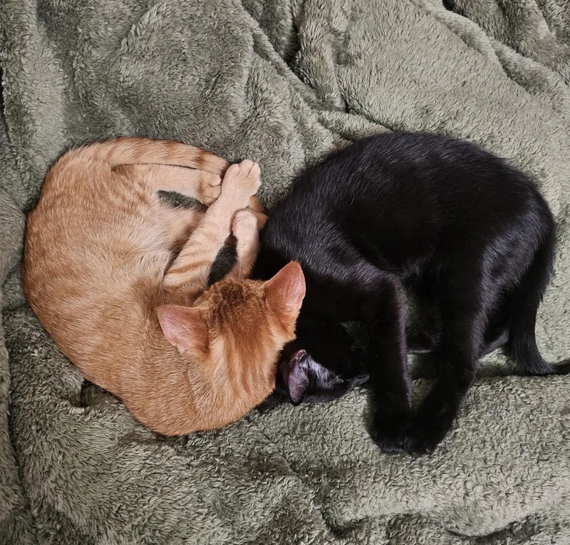 Bashful & Biggins thumbnail 4