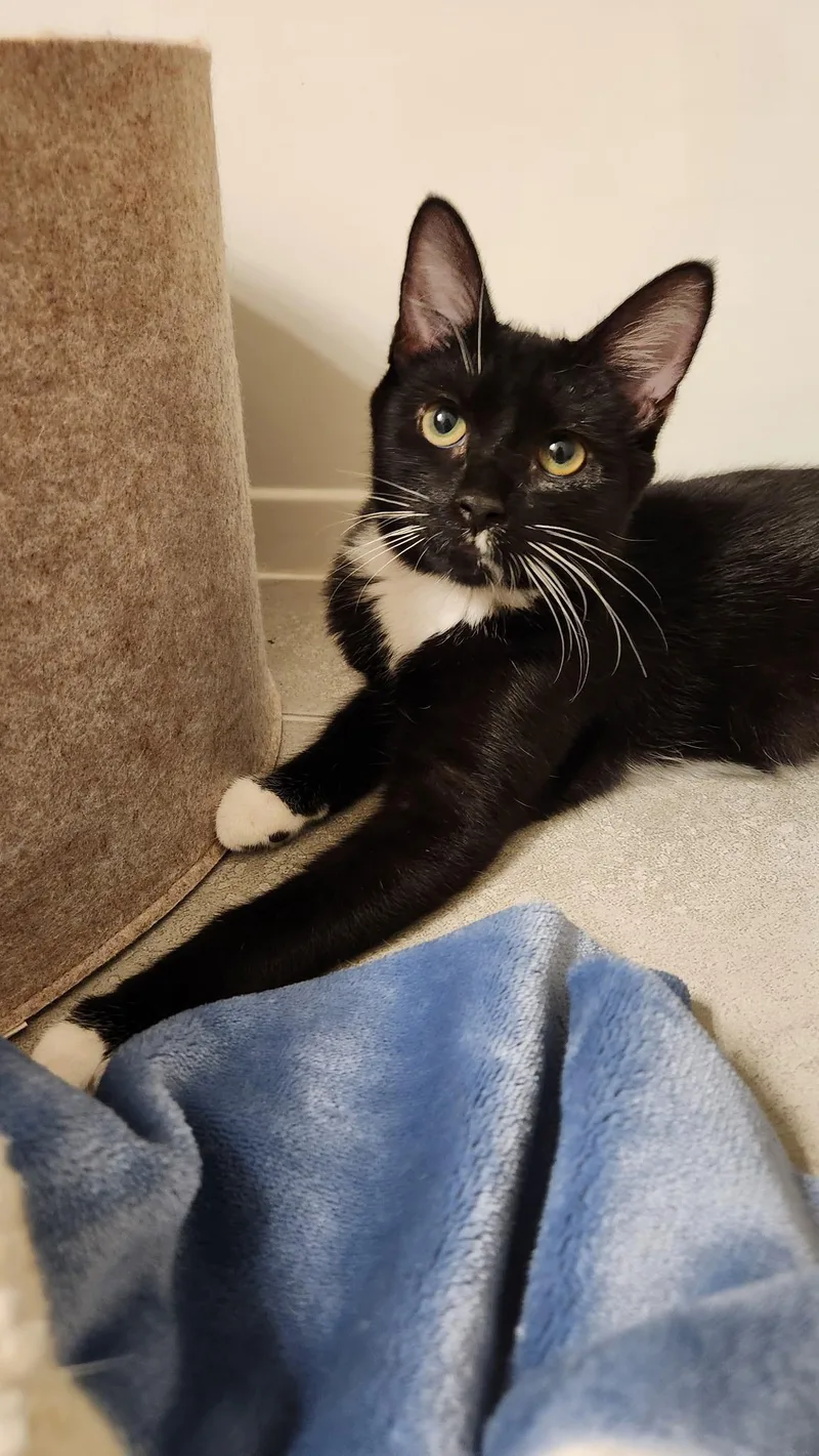A baby medium-sized female Black & White / Tuxedo Domestic Short Hair cat named Maggie for adoption in Beltsville, MD