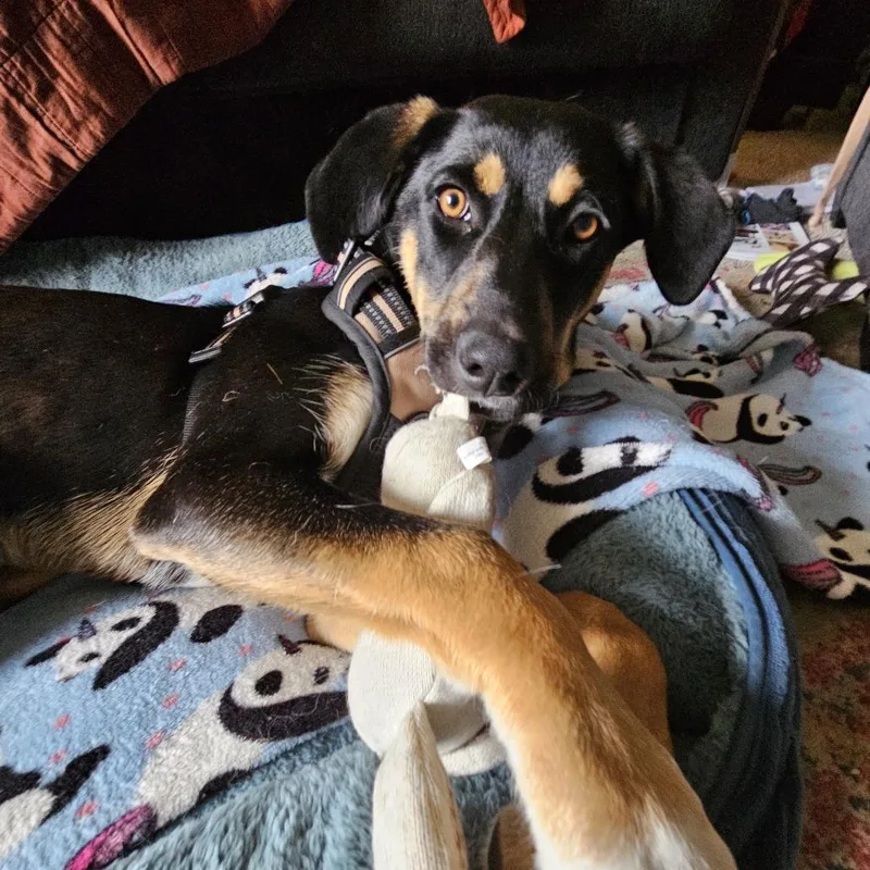 A young medium-sized female Black Coonhound dog named Sissy for adoption in Minneapolis, MN