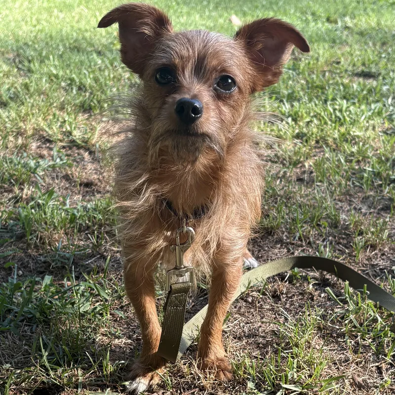 A young small-sized male Terrier dog named Felix for adoption in Greensboro, NC
