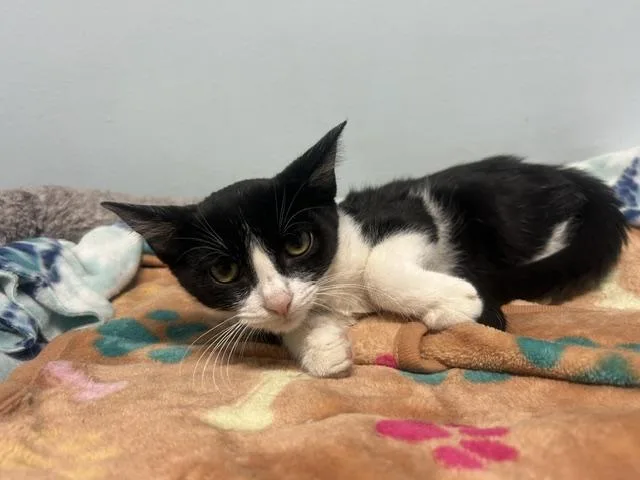 A baby medium-sized male Domestic Short Hair cat named Metallica for adoption in Chicago, IL