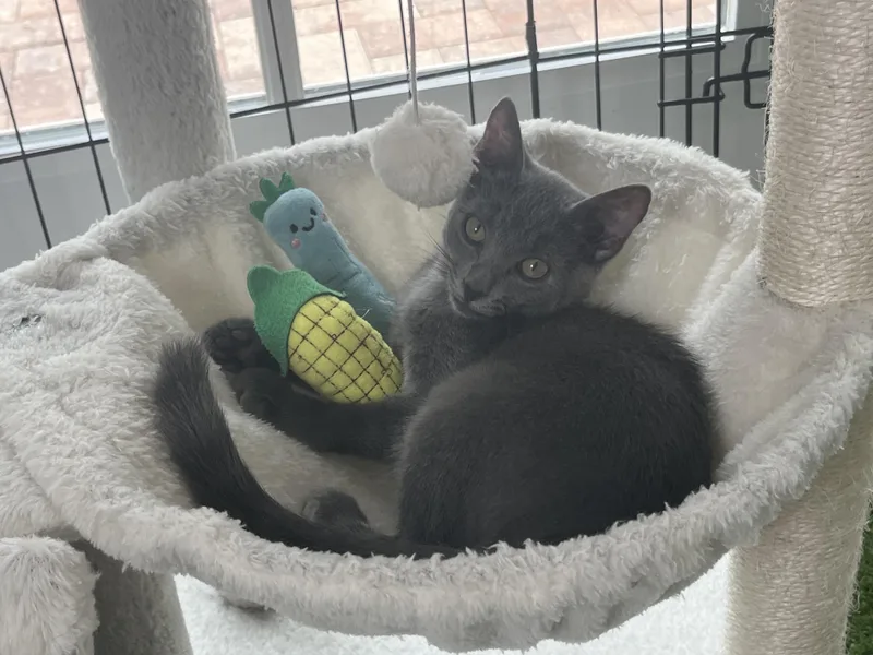 A baby medium-sized female Gray / Blue / Silver Domestic Short Hair cat named Luna for adoption in Palm Harbor, FL