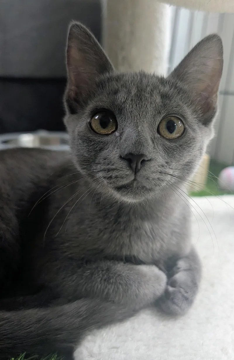 Luna thumbnail 2