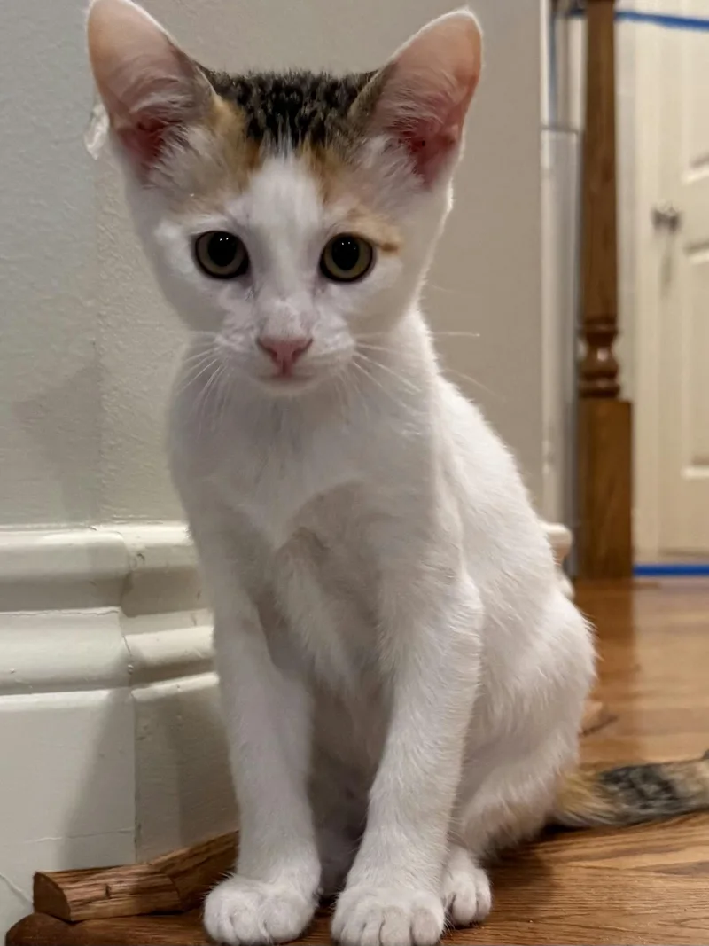 A baby medium-sized female White Domestic Medium Hair cat named Ginger for adoption in Houston, TX