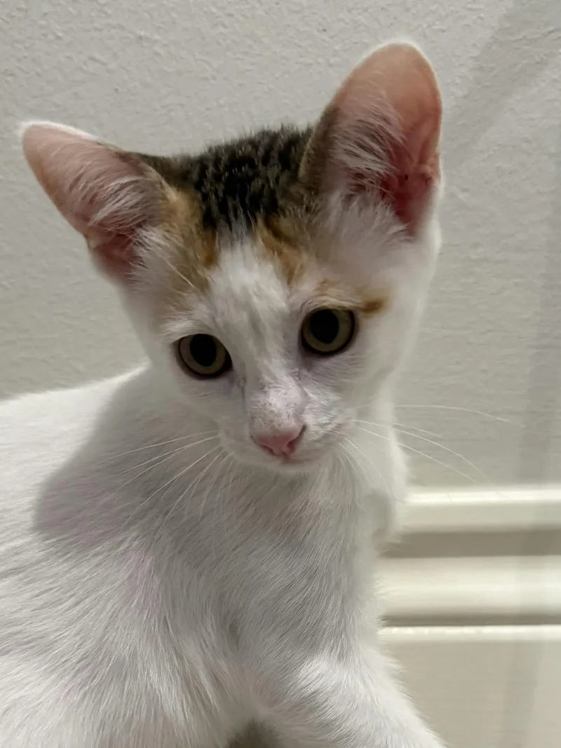Ginger thumbnail 2