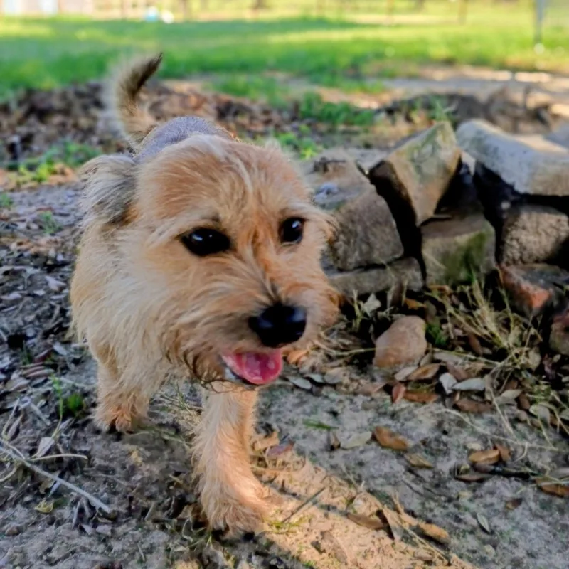 A young small-sized male Golden Border Terrier dog named Taz The Calm for adoption in Houston, TX