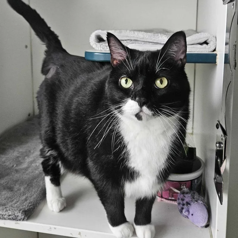 An adult extra large-sized female Black Domestic Short Hair cat named Stella for adoption in Dover, NH