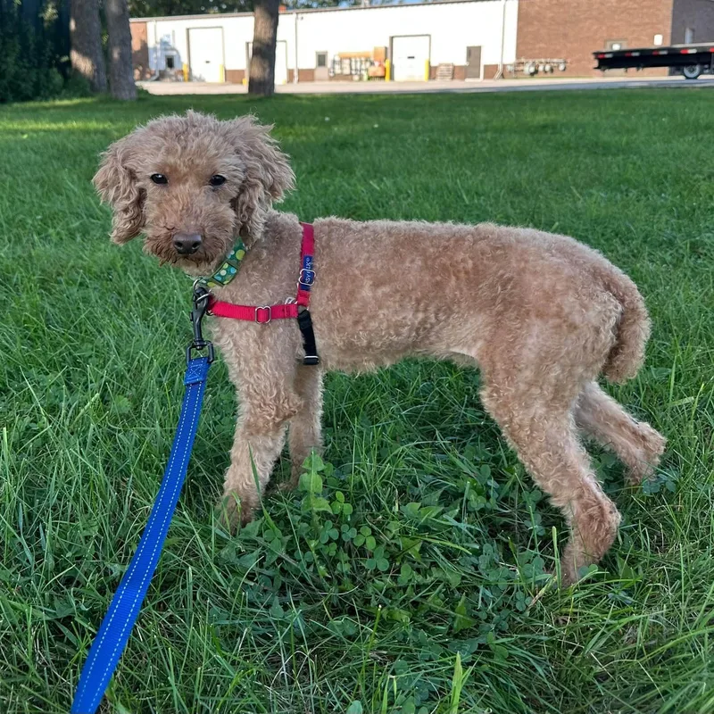 An adult small-sized female Goldendoodle dog named Tapas for adoption in Hartland, WI
