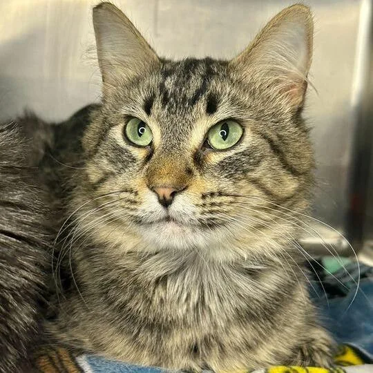 A young medium-sized male Brown / Chocolate Domestic Medium Hair cat named Linzo for adoption in Matteson, IL