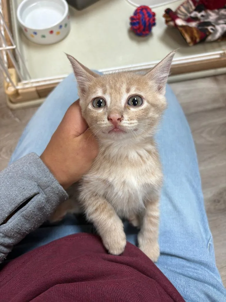 A baby medium-sized male American Shorthair cat named Tyrion for adoption in Claremore, OK