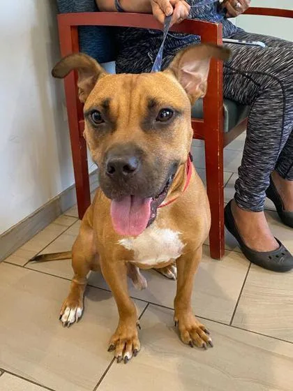 A young medium-sized male Boxer dog named Griff for adoption in Daytona Beach, FL