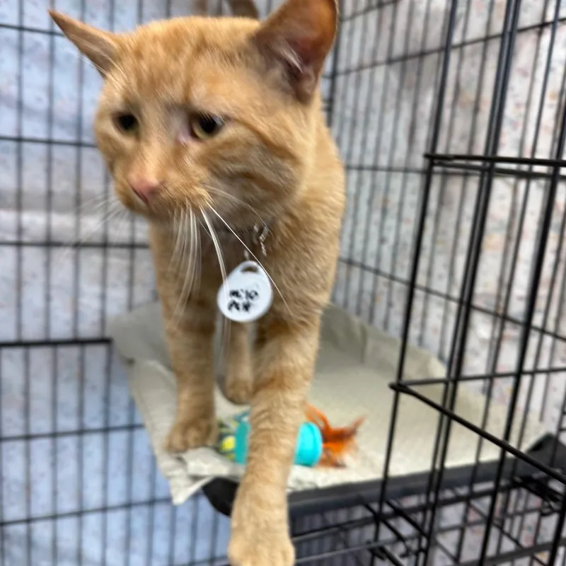 An adult medium-sized male Orange / Red Domestic Short Hair cat named Milo for adoption in Normal, IL