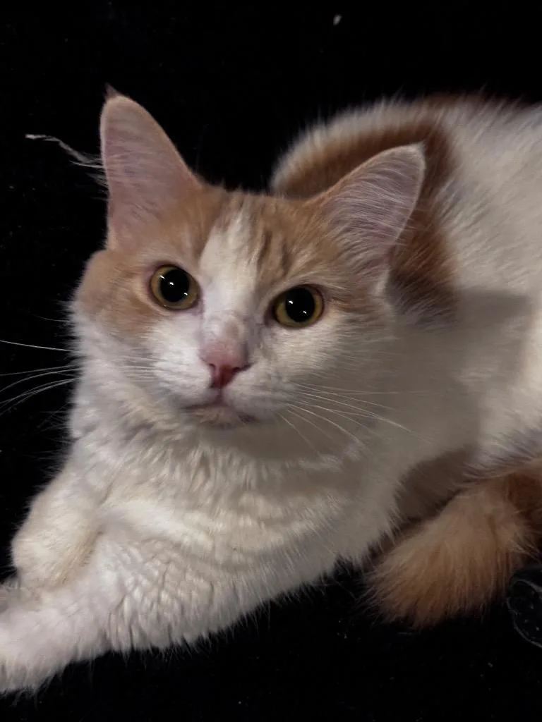 An adult small-sized female Domestic Medium Hair cat named Sophie Ram for adoption in Gorham, ME