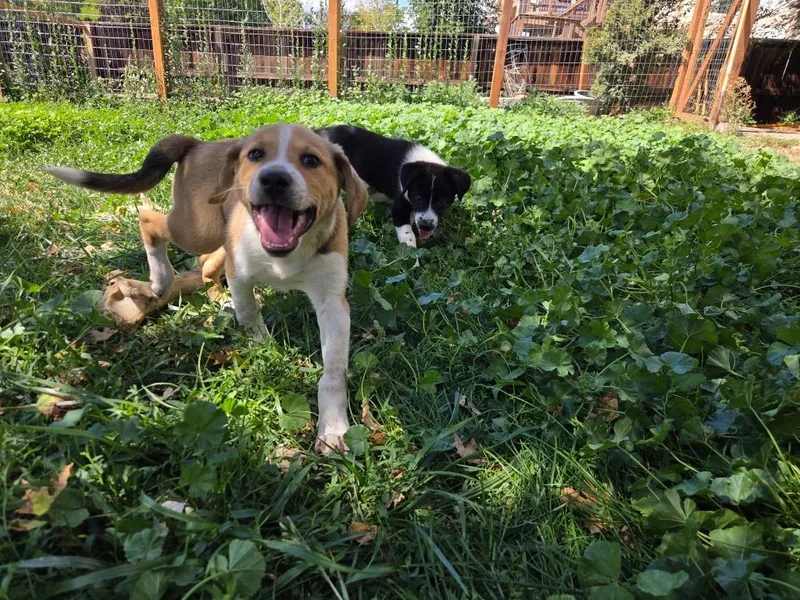 A baby medium-sized female Australian Cattle Dog / Blue Heeler dog named Batiba for adoption in Fort Lupton, CO