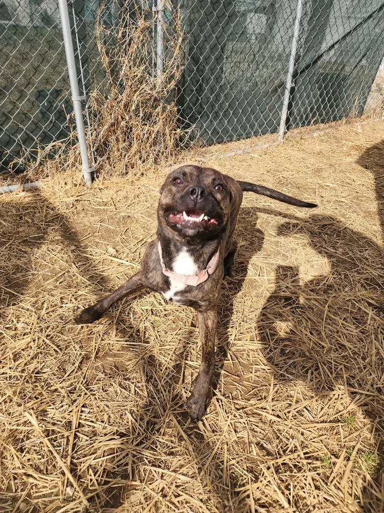 A baby medium-sized female Brindle Pit Bull Terrier dog named Molly for adoption in Evansville, IN