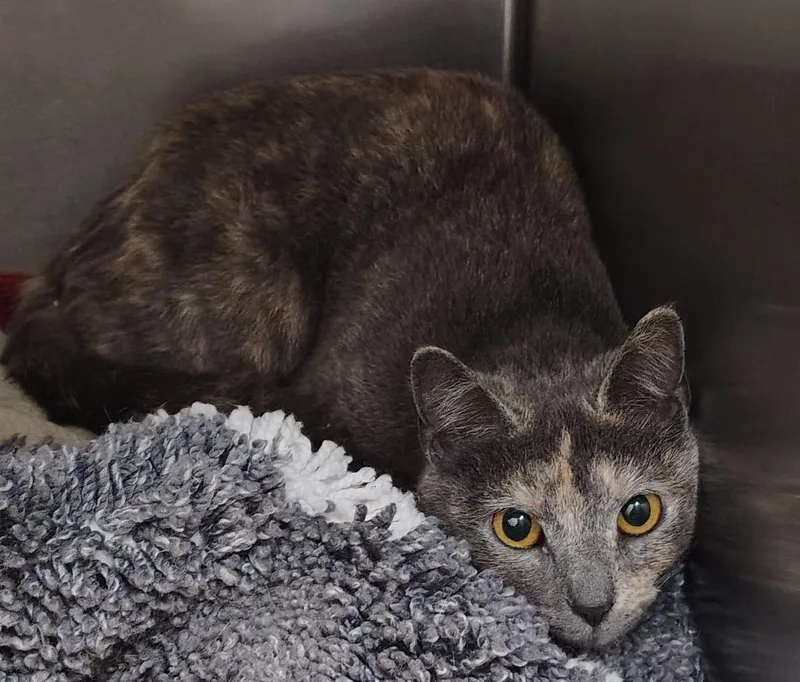 A young small-sized female Domestic Short Hair cat named Pumpkin Seed for adoption in Saint Clairsville, OH