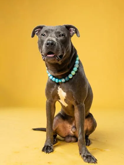 An adult medium-sized male Mixed Breed dog named Mudflap for adoption in Atlanta, GA