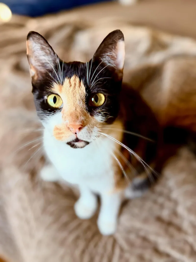 A young medium-sized female Calico cat named Tiffany for adoption in Los Angeles, CA