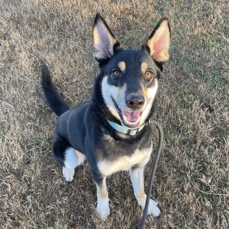 An adult medium-sized male Black Husky dog named Bruno Mars for adoption in Springfield, MO