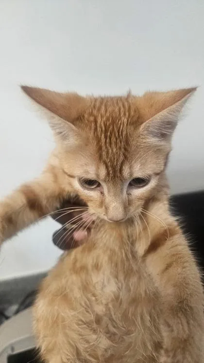 A baby medium-sized male Domestic Short Hair cat named Marcus for adoption in West Chester, PA