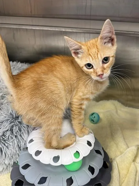 A baby small-sized male Domestic Short Hair cat named Levi for adoption in Naples, FL