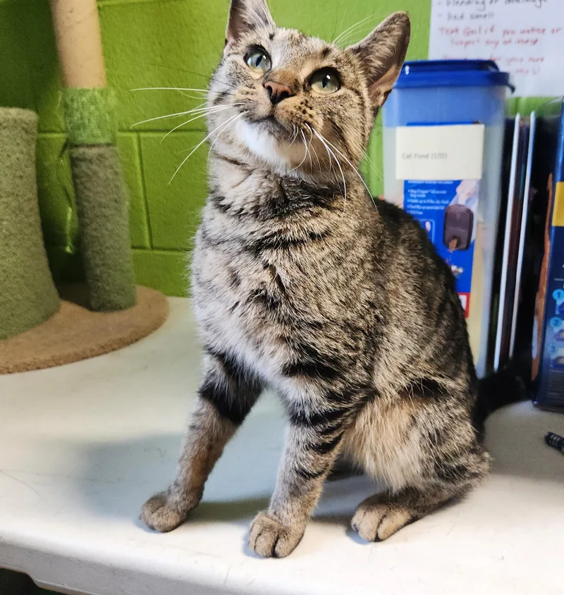 A young medium-sized female Tabby (Brown / Chocolate) Domestic Medium Hair cat named Feather for adoption in Bolingbrook, IL