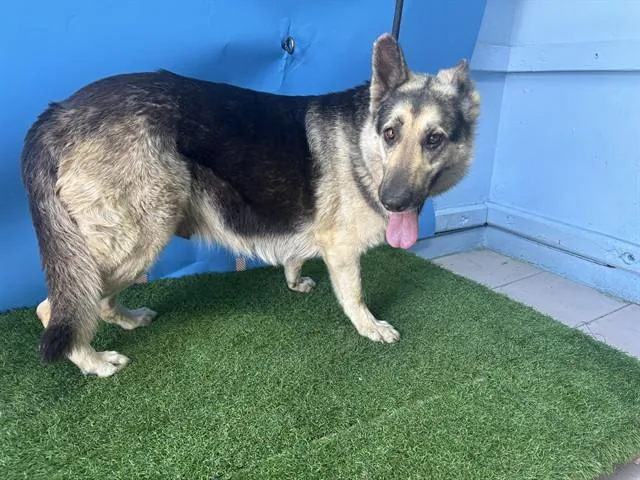 An adult large-sized female German Shepherd Dog dog named Honey for adoption in Gardena, CA