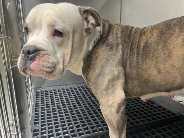 An adult large-sized female Mixed Breed dog named Vanessa for adoption in Dallas, TX