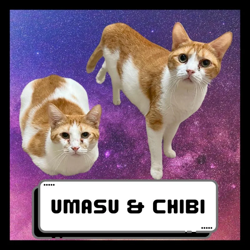 Chibi & Umasou
