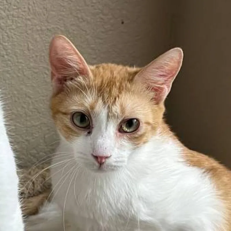 Chibi & Umasou thumbnail 2