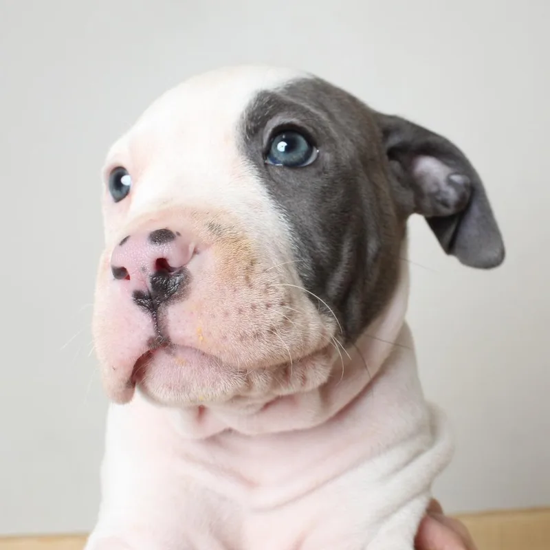 A baby medium-sized female White / Cream Pit Bull Terrier dog named Cucumber D for adoption in Minnetonka, MN