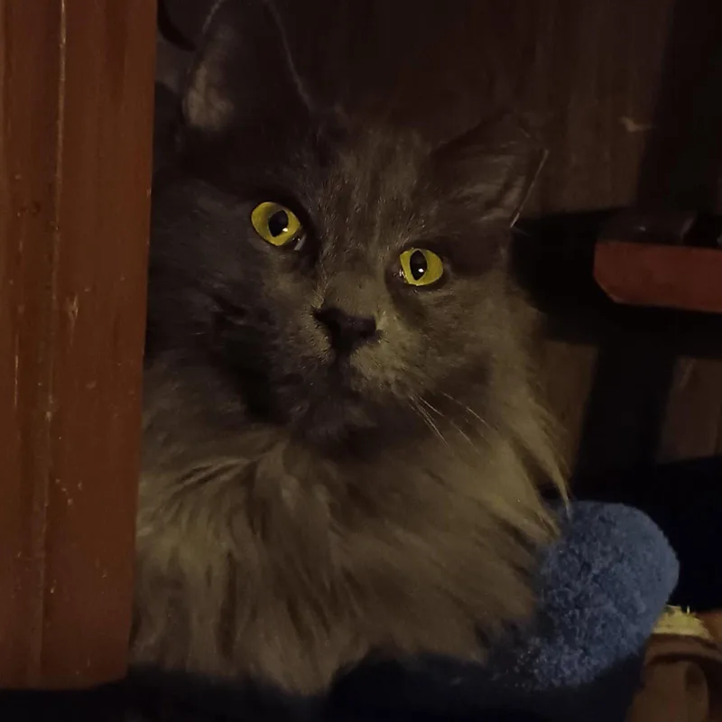A young medium-sized female Gray / Blue / Silver Nebelung cat named Zz Baby Grayson~ Courtesy for adoption in Utica, MI