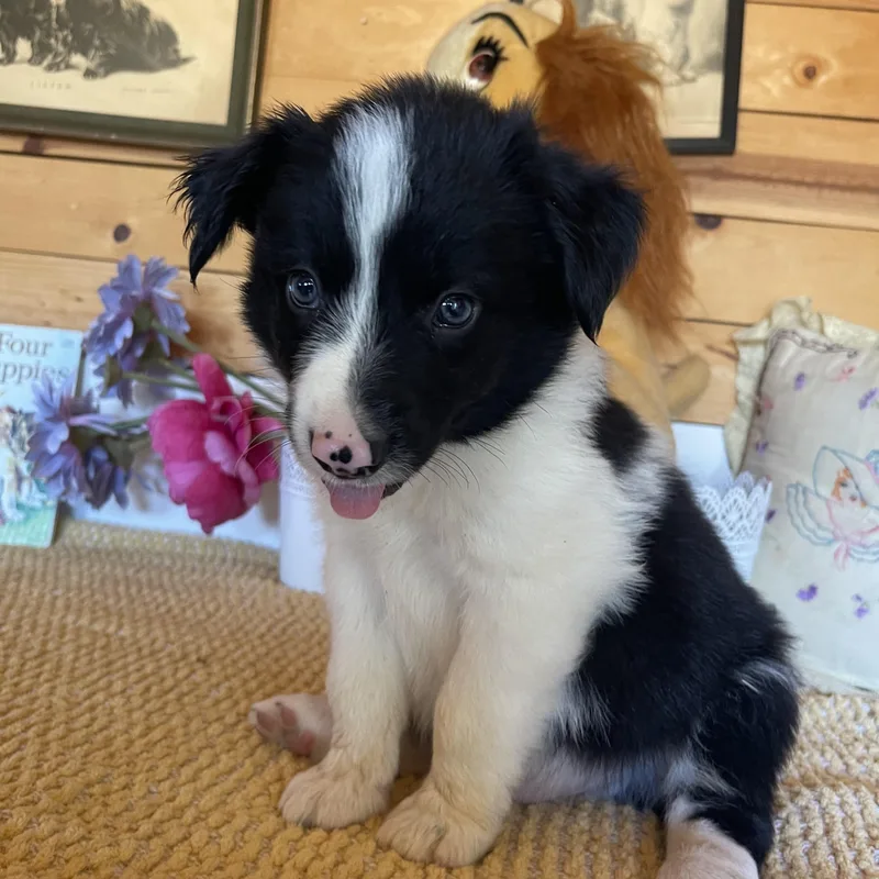 A baby medium-sized male Black Border Collie dog named Chevy for adoption in Vacaville, CA