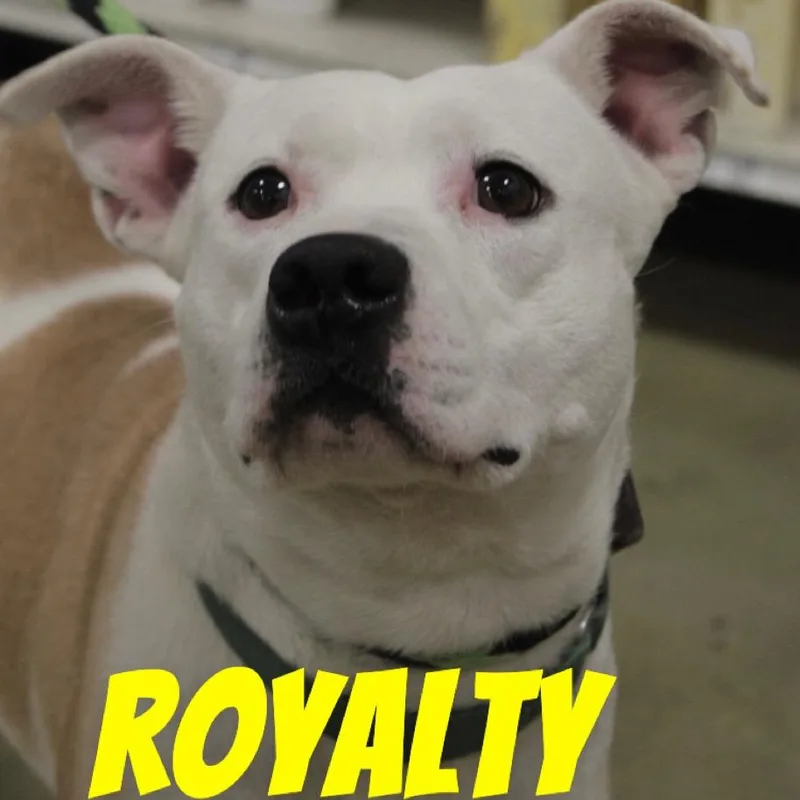 Royalty thumbnail 3