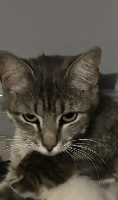 A young small-sized female Domestic Short Hair cat named Zoe for adoption in San Antonio, TX