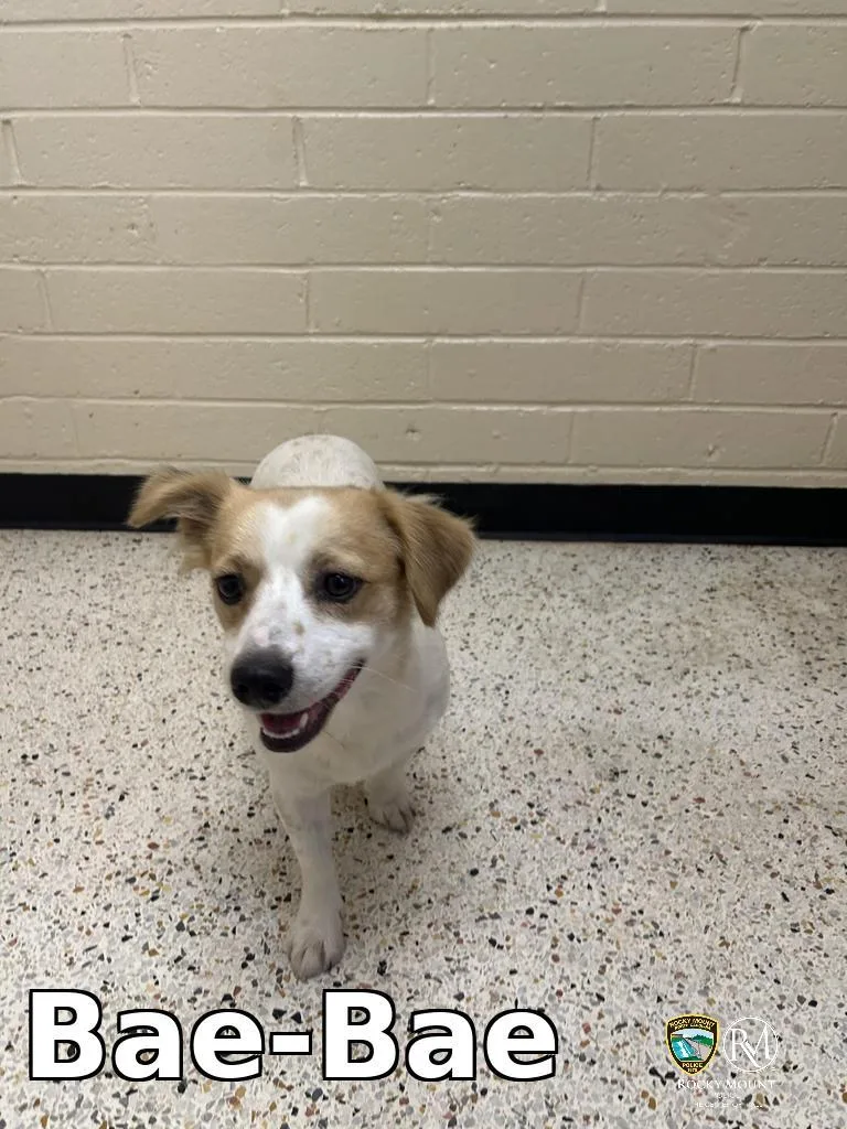 A young small-sized female Chihuahua dog named BaeBae for adoption in Rocky Mount, NC