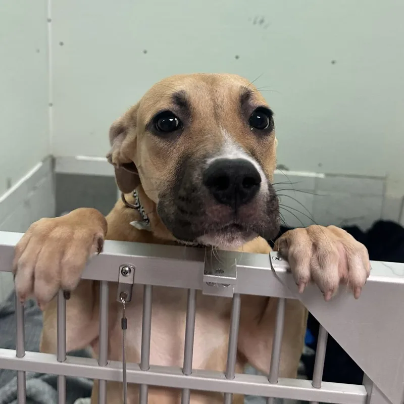 A baby medium-sized female Yellow / Tan / Blond / Fawn Mixed Breed dog named Georgette for adoption in Charleston, WV