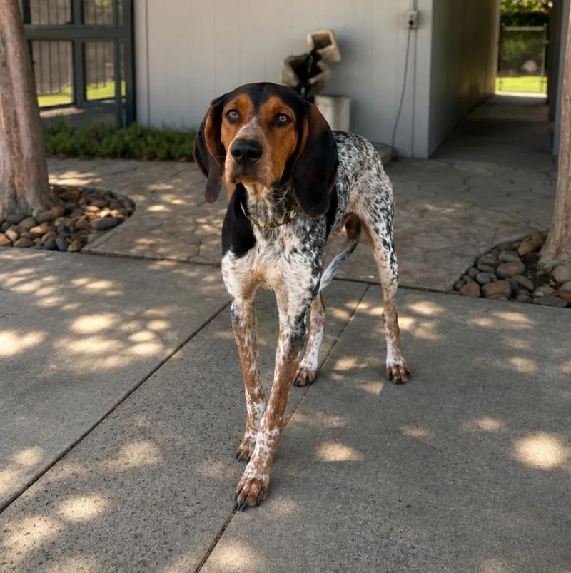A young large-sized male Tricolor (Brown, Black, & White) Bluetick Coonhound dog named Ace for adoption in Lathrop, CA