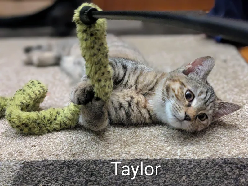 Taylor thumbnail 2