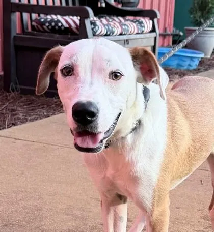 A young medium-sized male Labrador Retriever dog named Trooper for adoption in Madison, NJ