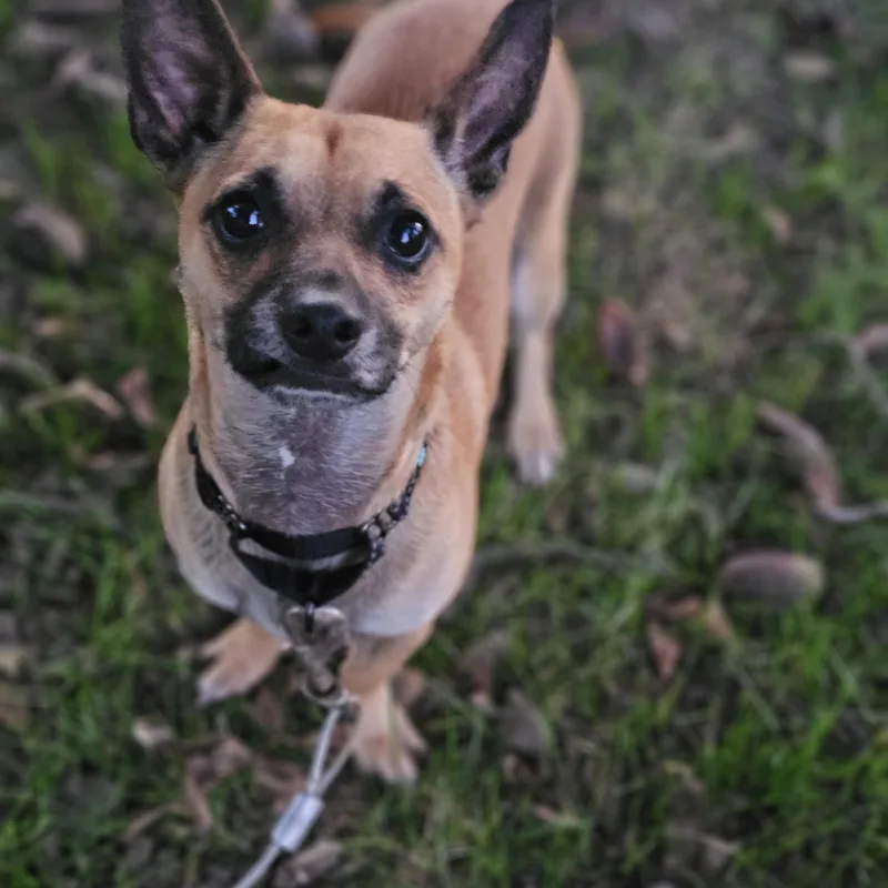 Baxter so il thumbnail 4