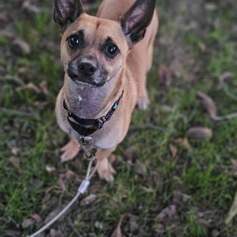Baxter so il thumbnail 5