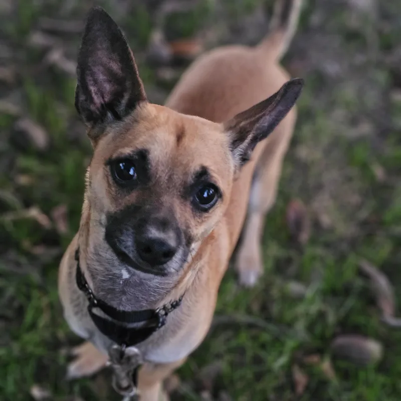 Baxter so il thumbnail 6