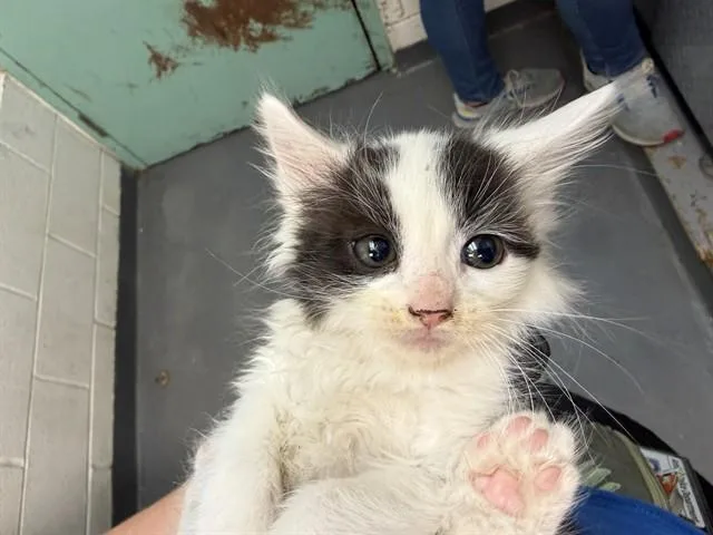 A baby small-sized male Domestic Short Hair cat named Snowcap for adoption in Antioch, CA